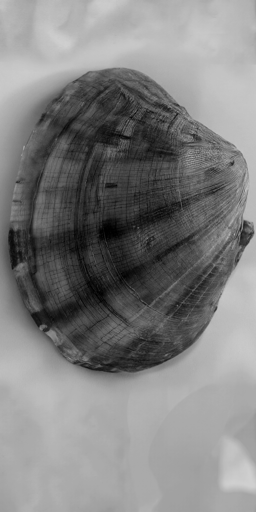 Shell Animation 1