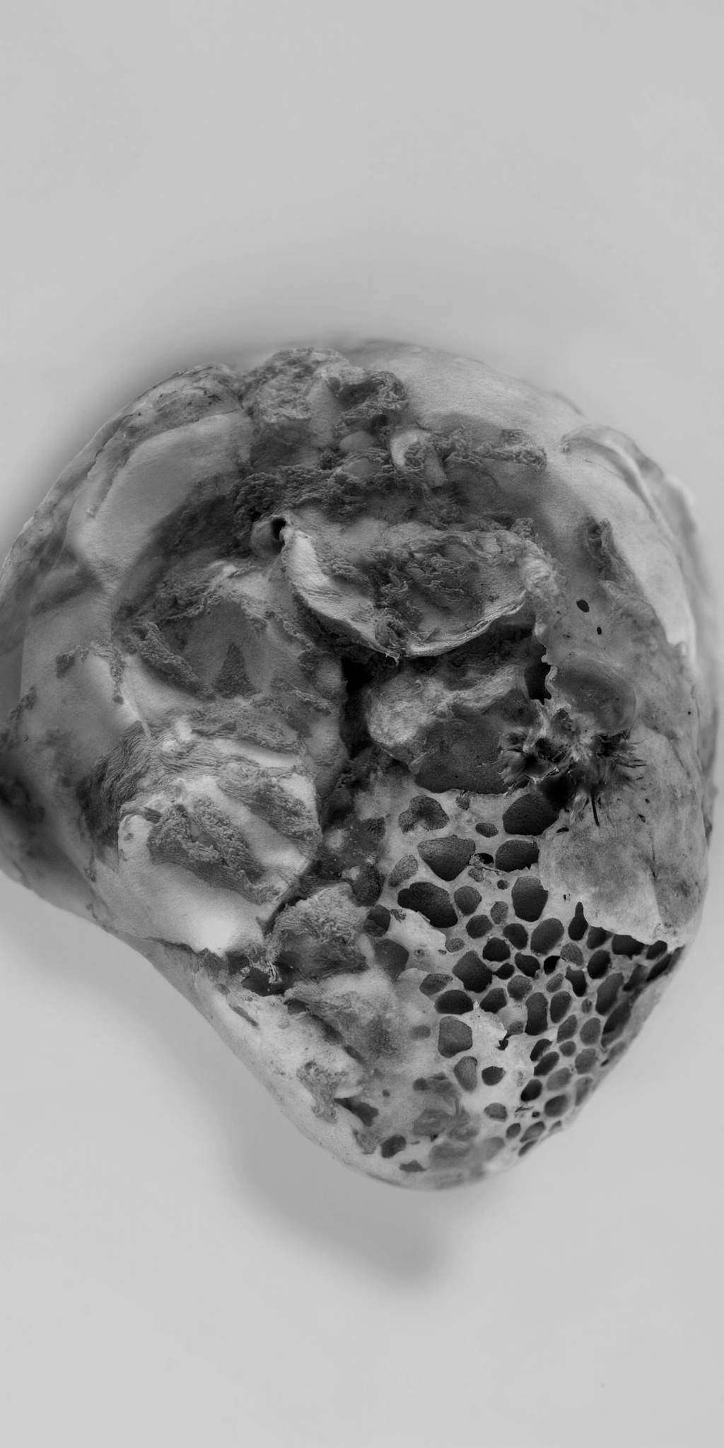 Shell Animation 2